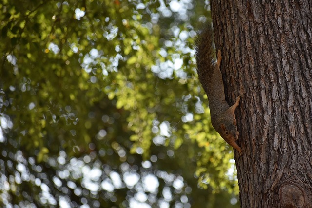 为了真正体 为了真正体
